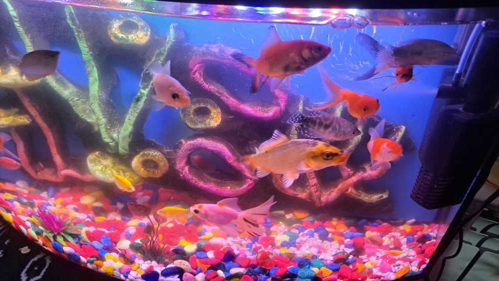 Акварийум холати зур  баликлари  билан ва абародиновалари билан