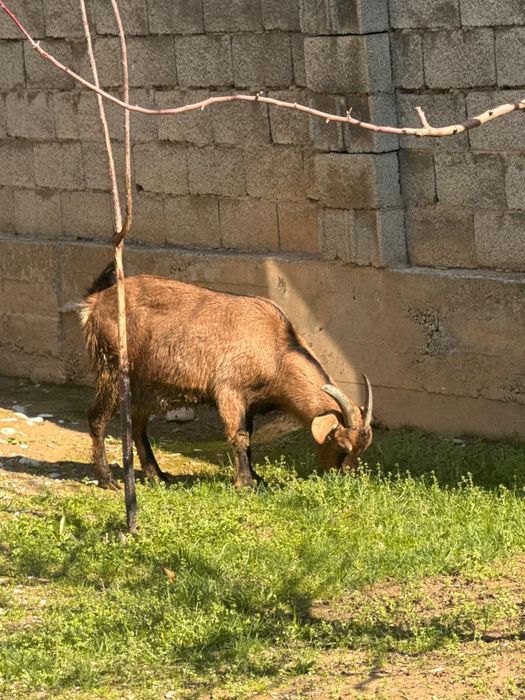 Нубиский ешкілер