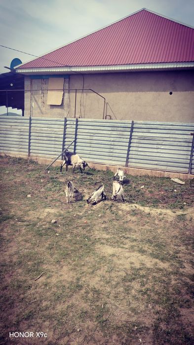 Ешкі  алпейски  екінші  тума