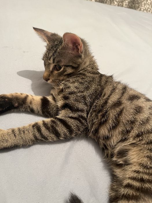 Бесплатно отдам кота