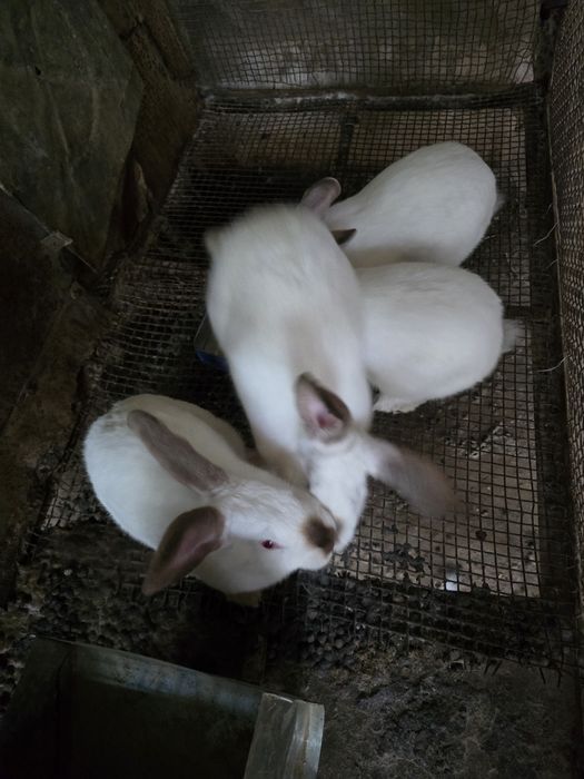 Продаются кролики