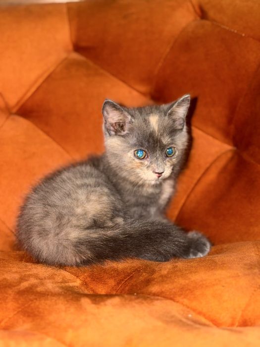 Срочно отдам двух кошечек