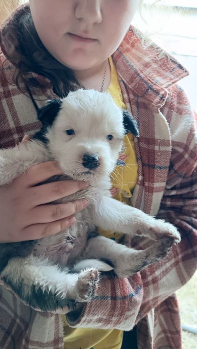 Отдам собак в добрые руки