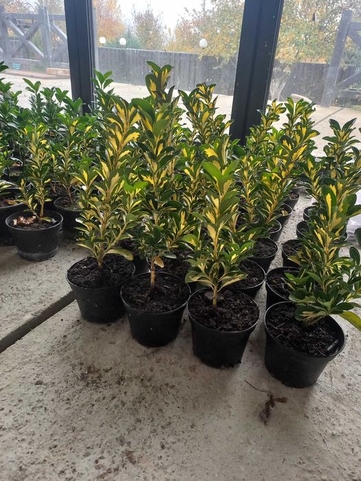 Euonymus Aureomarginatus