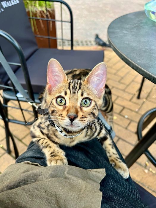 Бенгалски котка, малък тигър