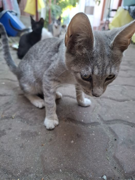 Ofer spre adoptie