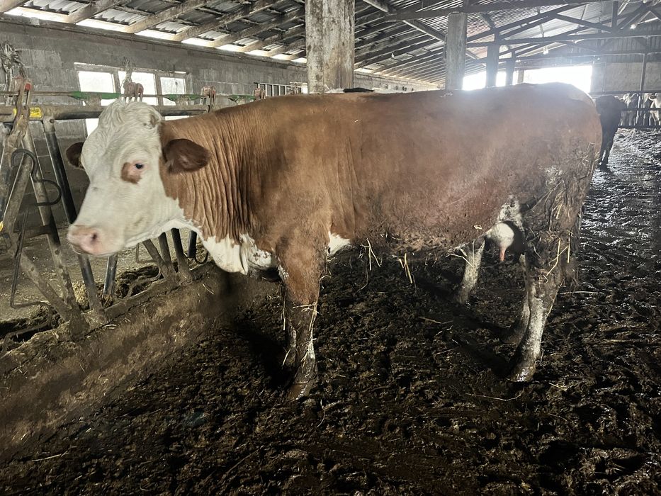 Vand vaci gestante cu lapte