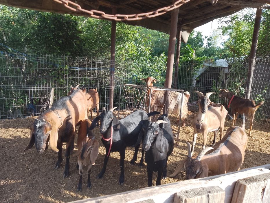 Capre și țapi de vânzare
