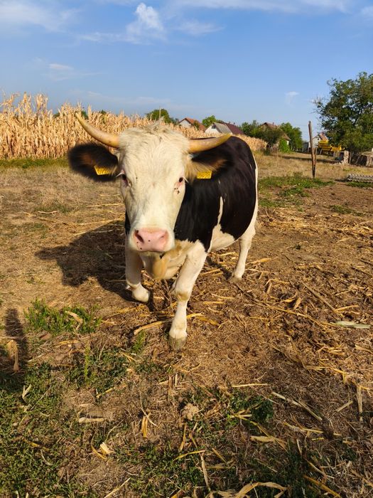 Vacă Jurincă gestantă, un an jumate