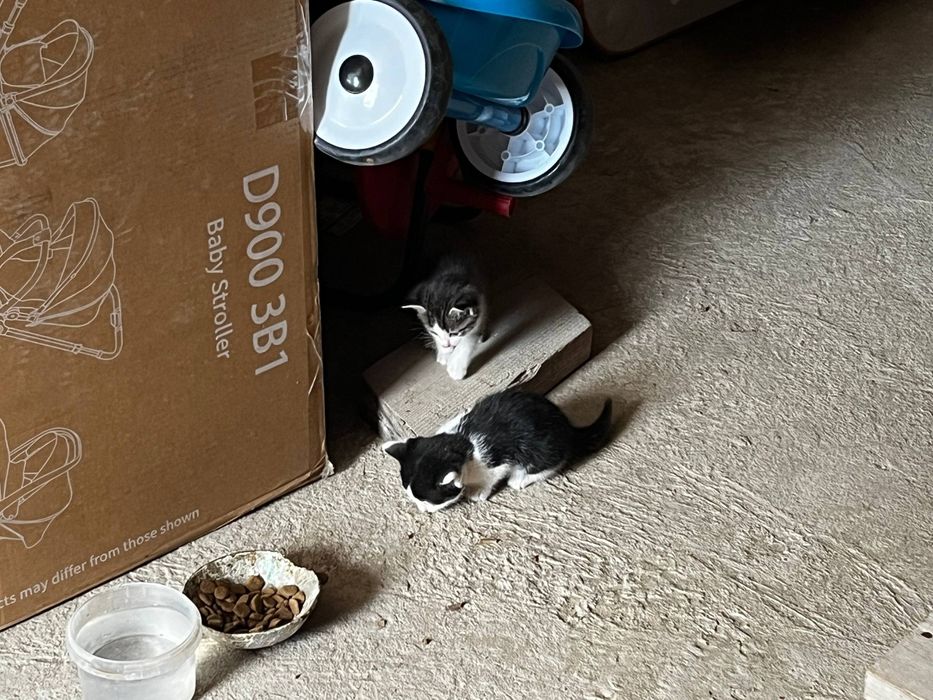 Котенки в добрые руки