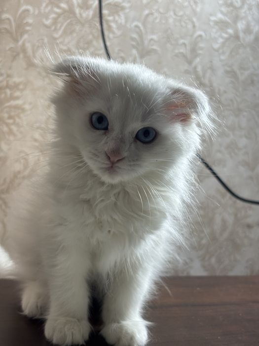 Вислоухий котенок