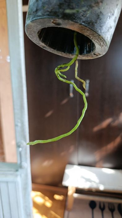 Орхидея Катлея  продается