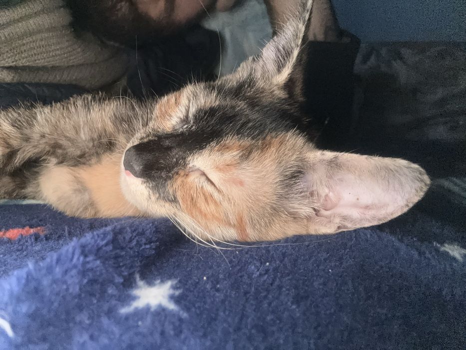 Două pisicute( fetite) spre adoptie