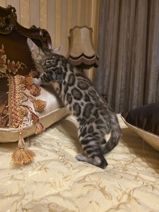 Бенгалски котета