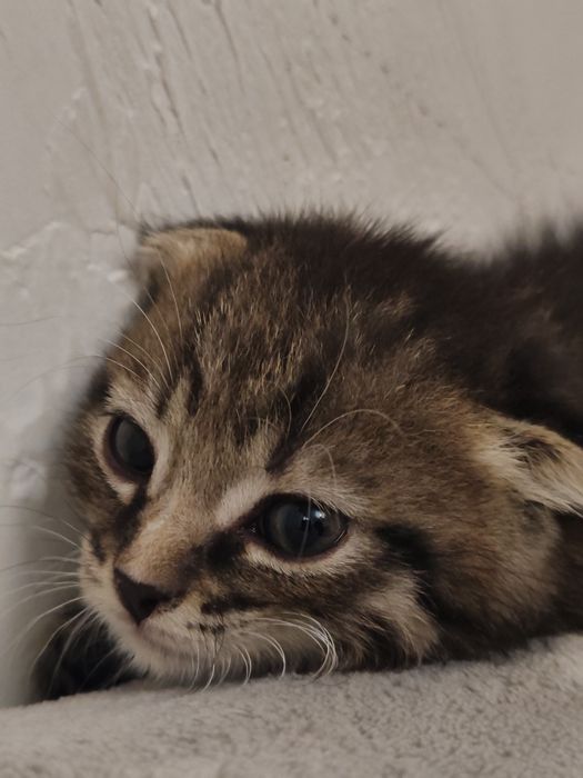 Котенок, девочка