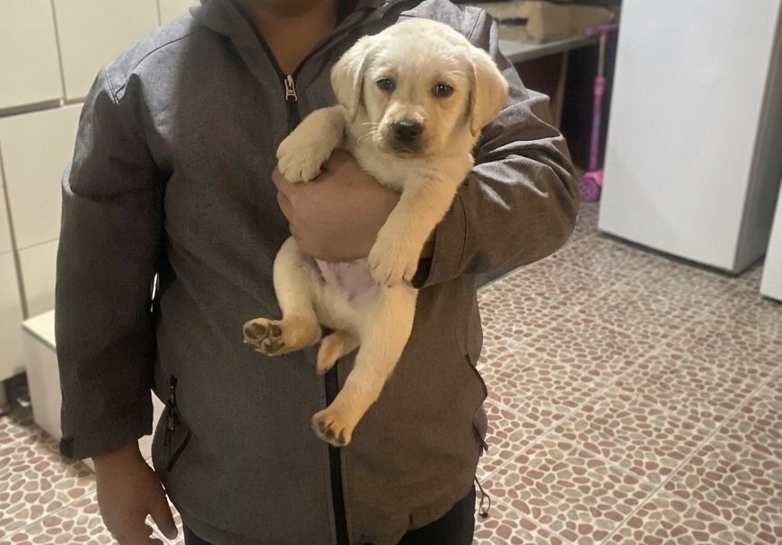 Срочно продам лабрадор цена 1деньь