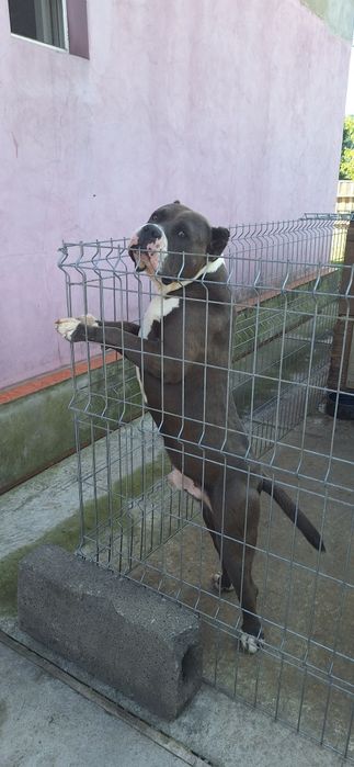 amercan bully  de vânzarea