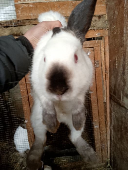 Kalifor  quyon sotiladi