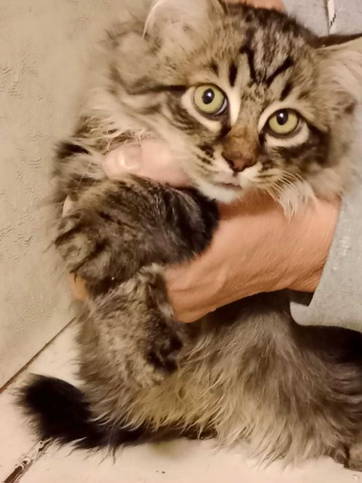 Котята бесплатно