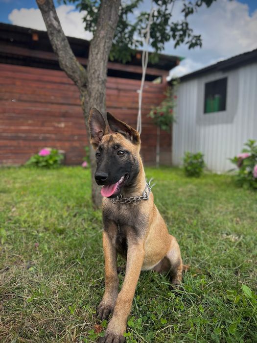 Ciobănesc belgian malinois