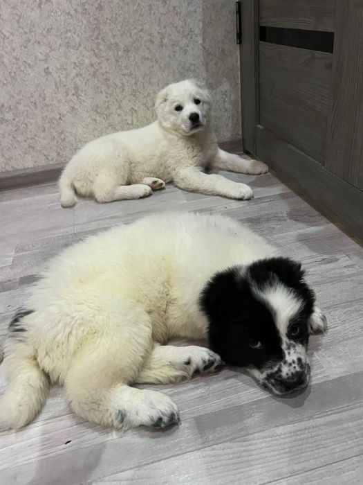 СРОЧНО!!! Щенки породы АЛАБАЙ