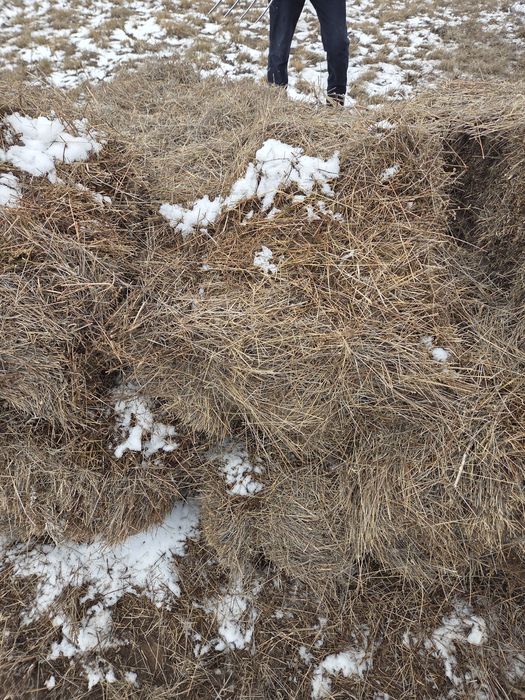 Продам Сено тюкой