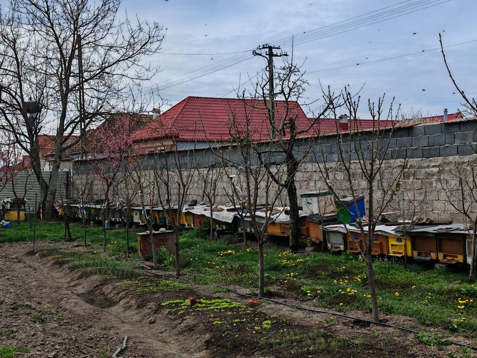 Vand stupi buni sub prețul pieței zona Făgăraș Rupea Brașov Sibiu