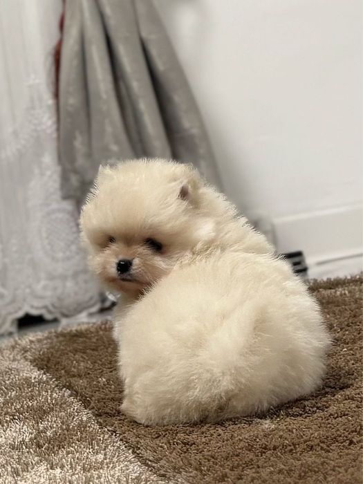 Pui pomeranianeni albi din parinti campioni
