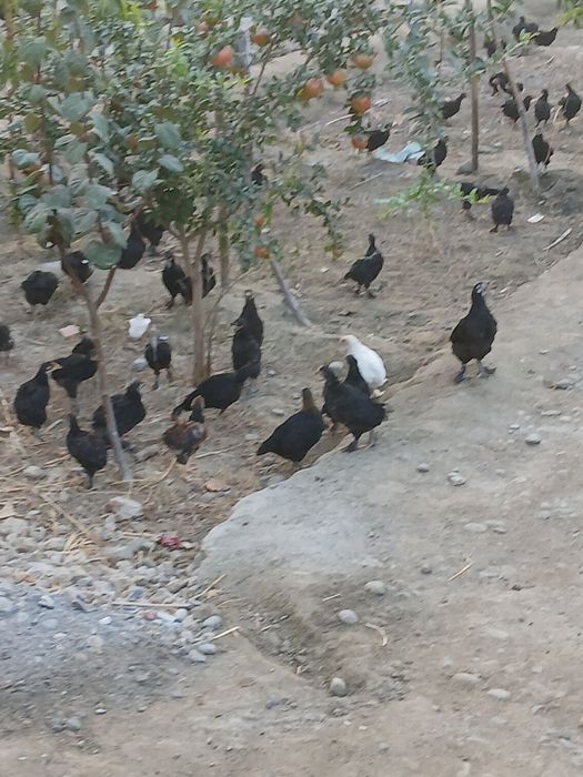 Andijon aqratovuq jo‘jalari sotiladi