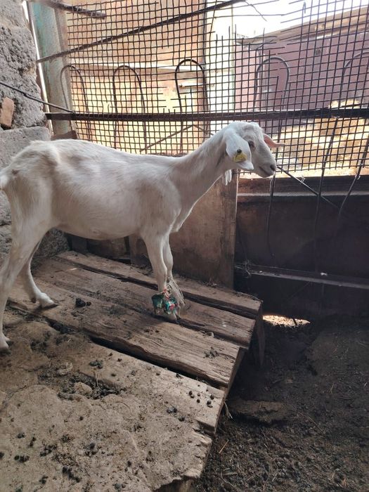 Занен ешилер сатылады