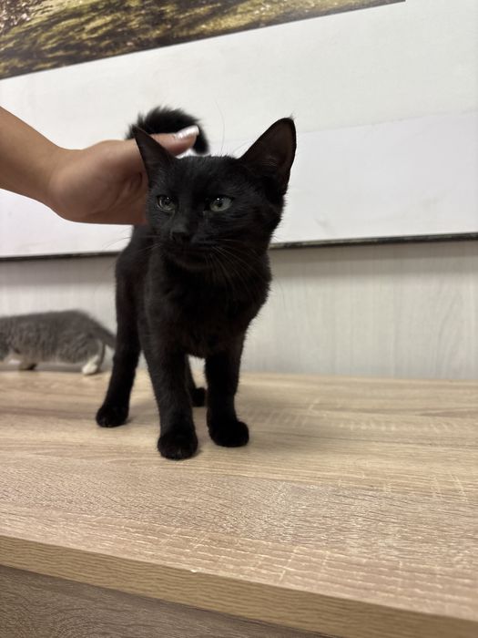 Черный котенок :)