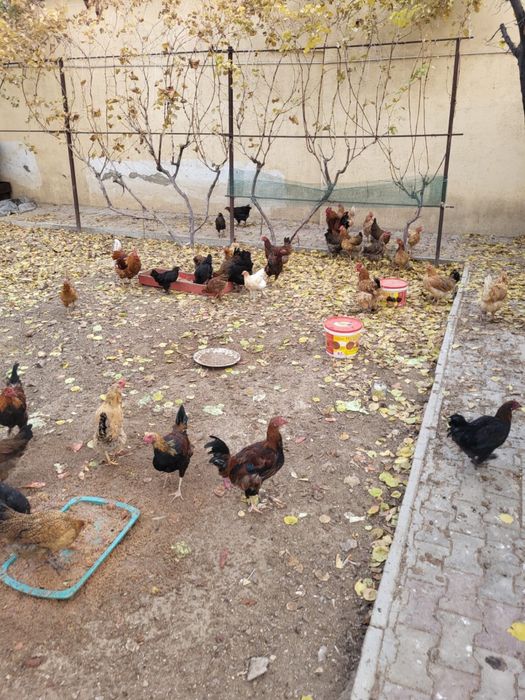 Продаются куры..