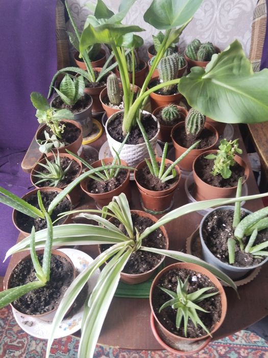 Продам цветы  комнатные адаптированые