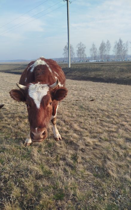 Продам стельную корову