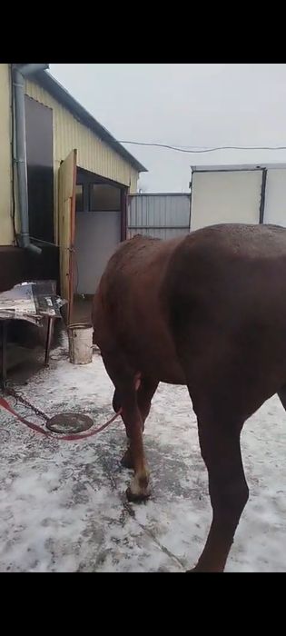 Продам жеребца 6 лет.