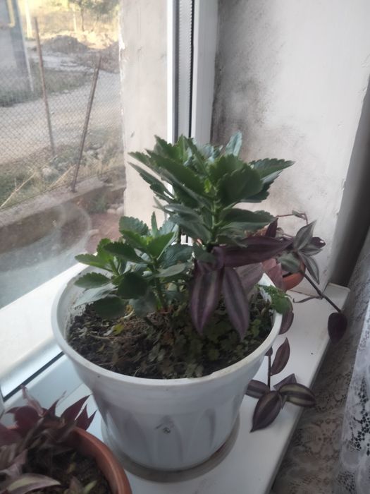 Продам комнатные цветы