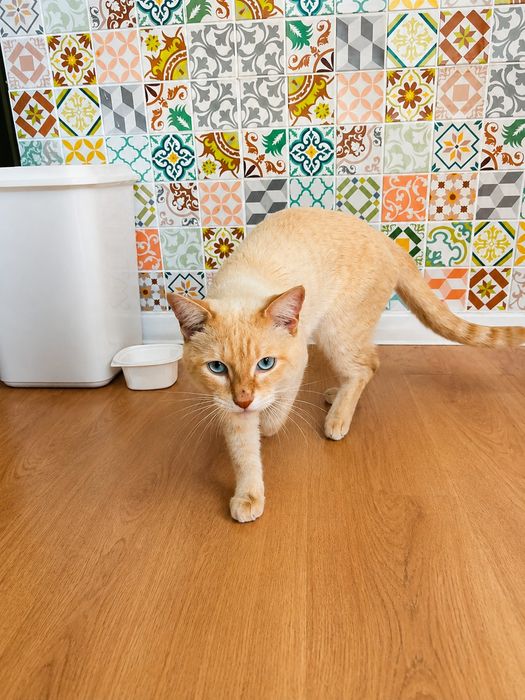 Шикарный кот бесплатно