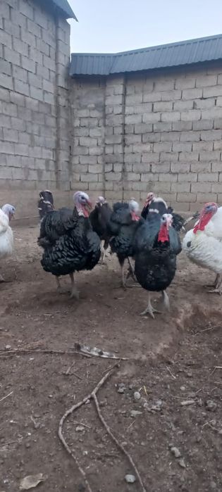 Продам индюки полугодичные