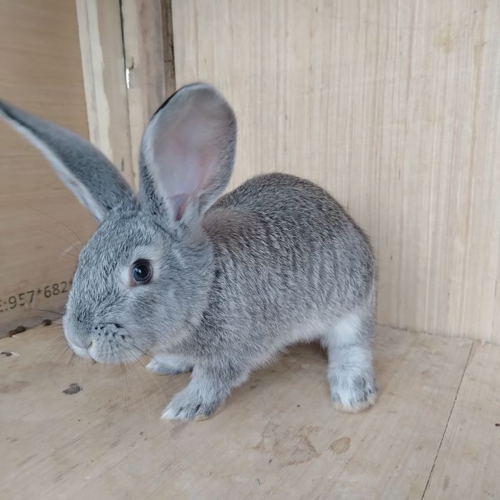 Burgund quyon tozza qon