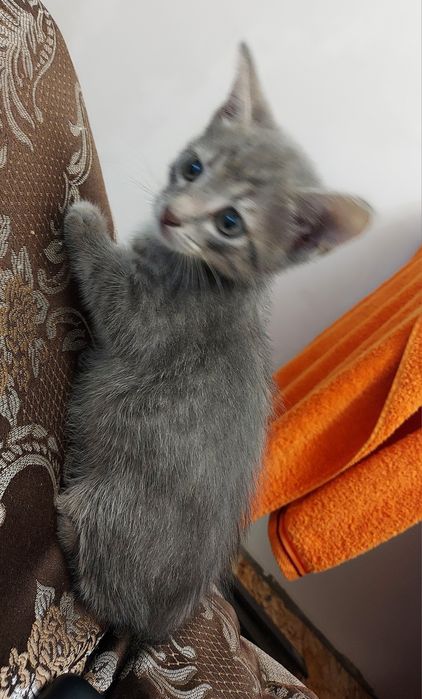 Котик ищет дом,мальчик