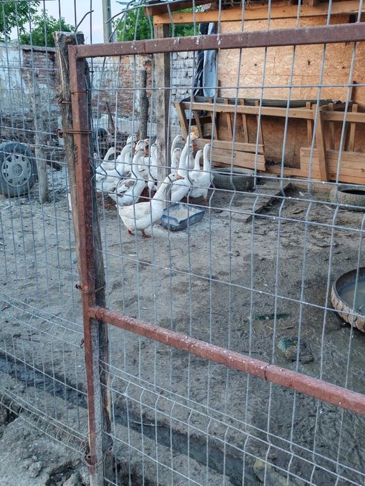 Gâște de vânzare