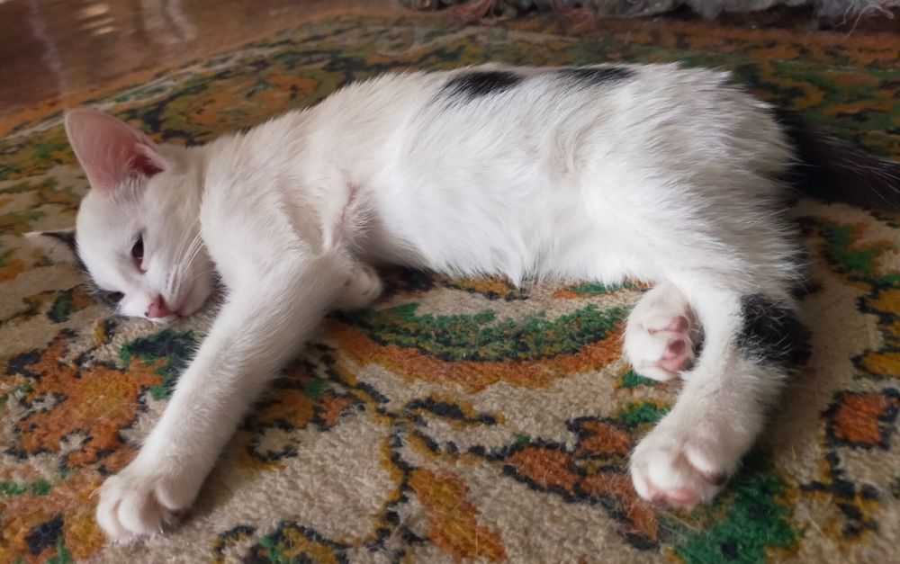 Отдам котят в добрые руки