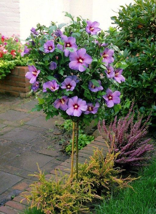 Продам гибискус древовидный