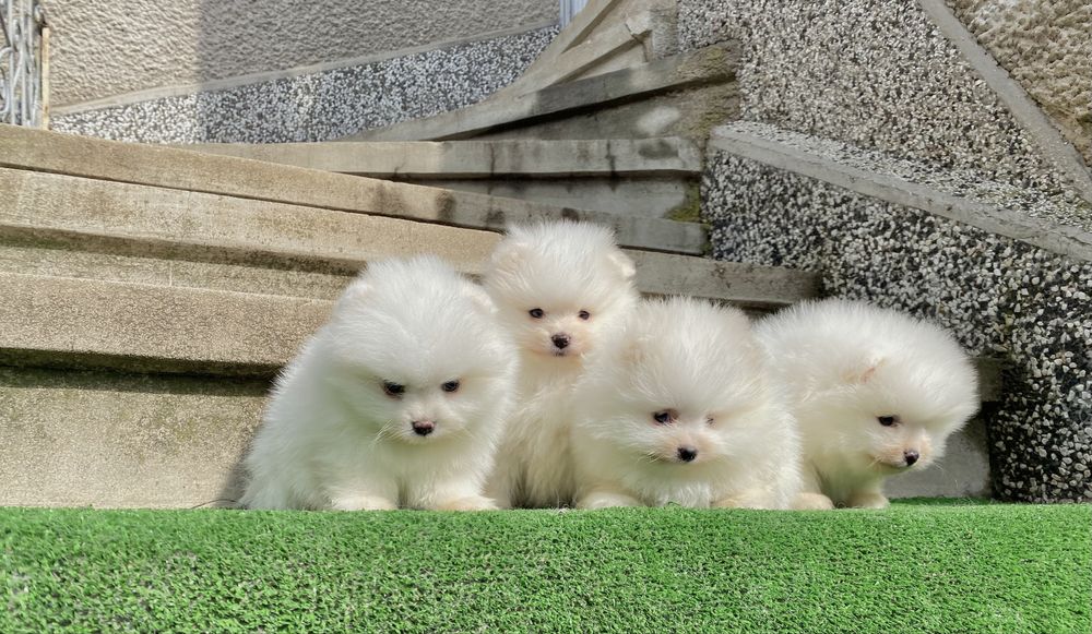 Померан померани мини