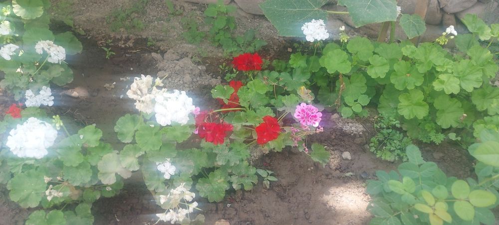 Герань гуллари сотувда