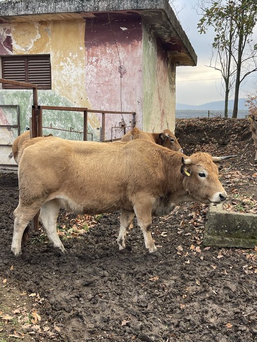Juninci Aubrac cu pedigree