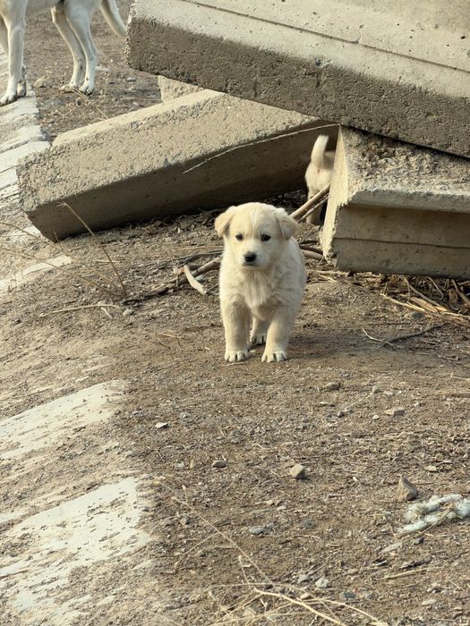 Щенята в добрые руки бесплтано.