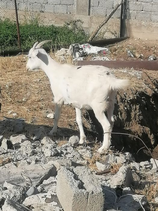 Козы занинка нубийцы дойные