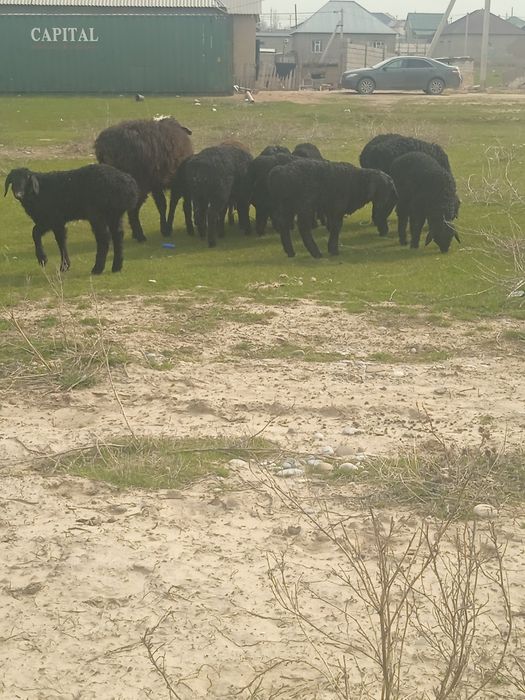 Козылар сатылады козы кой