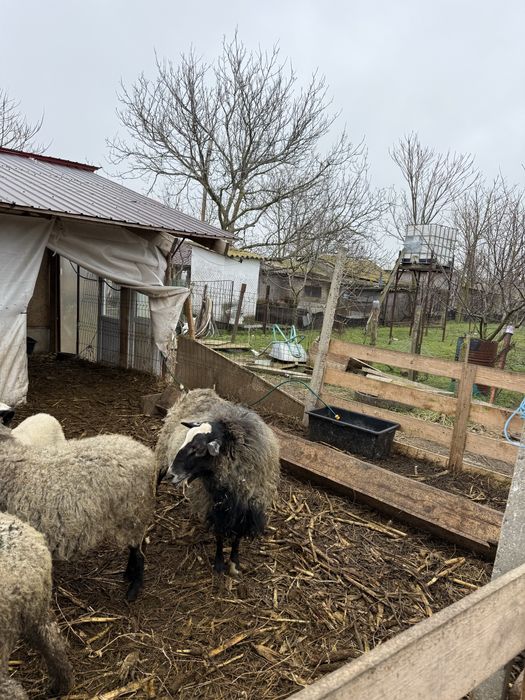 Oi Romanov de vanzare